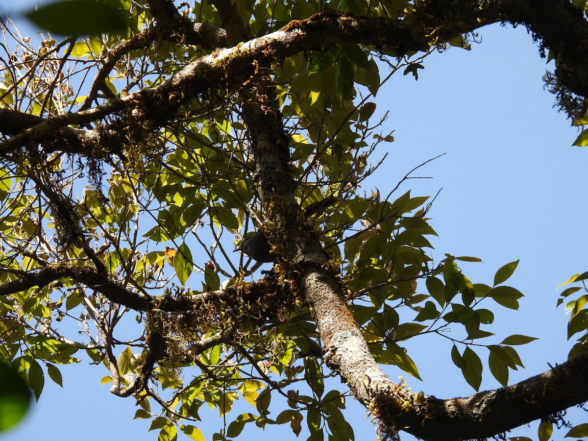 Banasura Laughingthrush - ML629802561