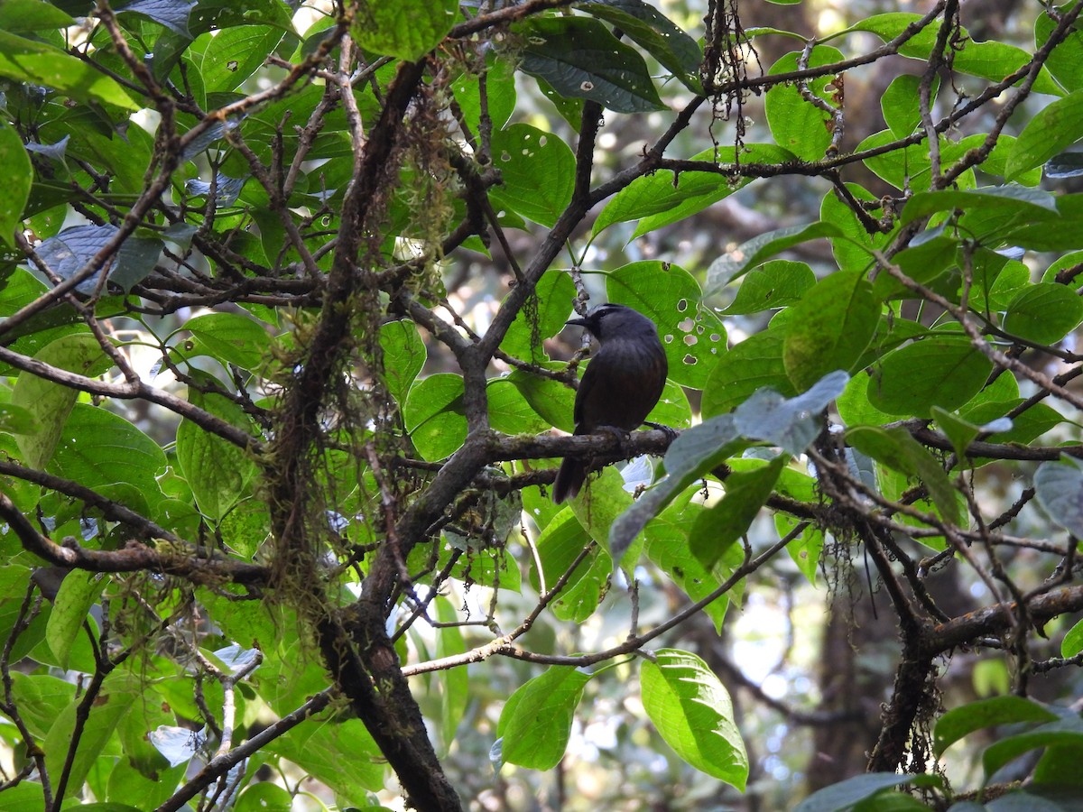 Banasura Laughingthrush - ML629802562