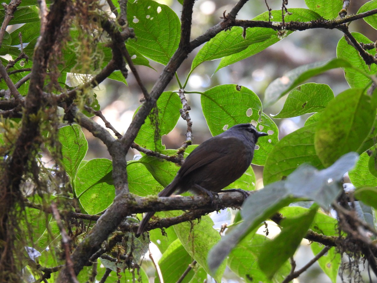 Banasura Laughingthrush - ML629802563