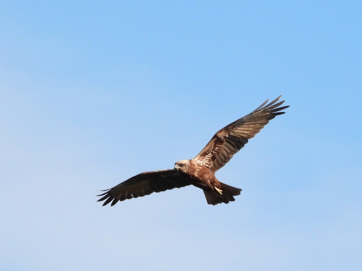 Намгийн хулд - ML629802571