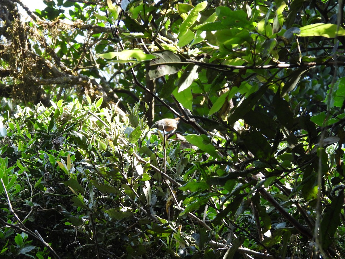 Banasura Laughingthrush - ML629802596
