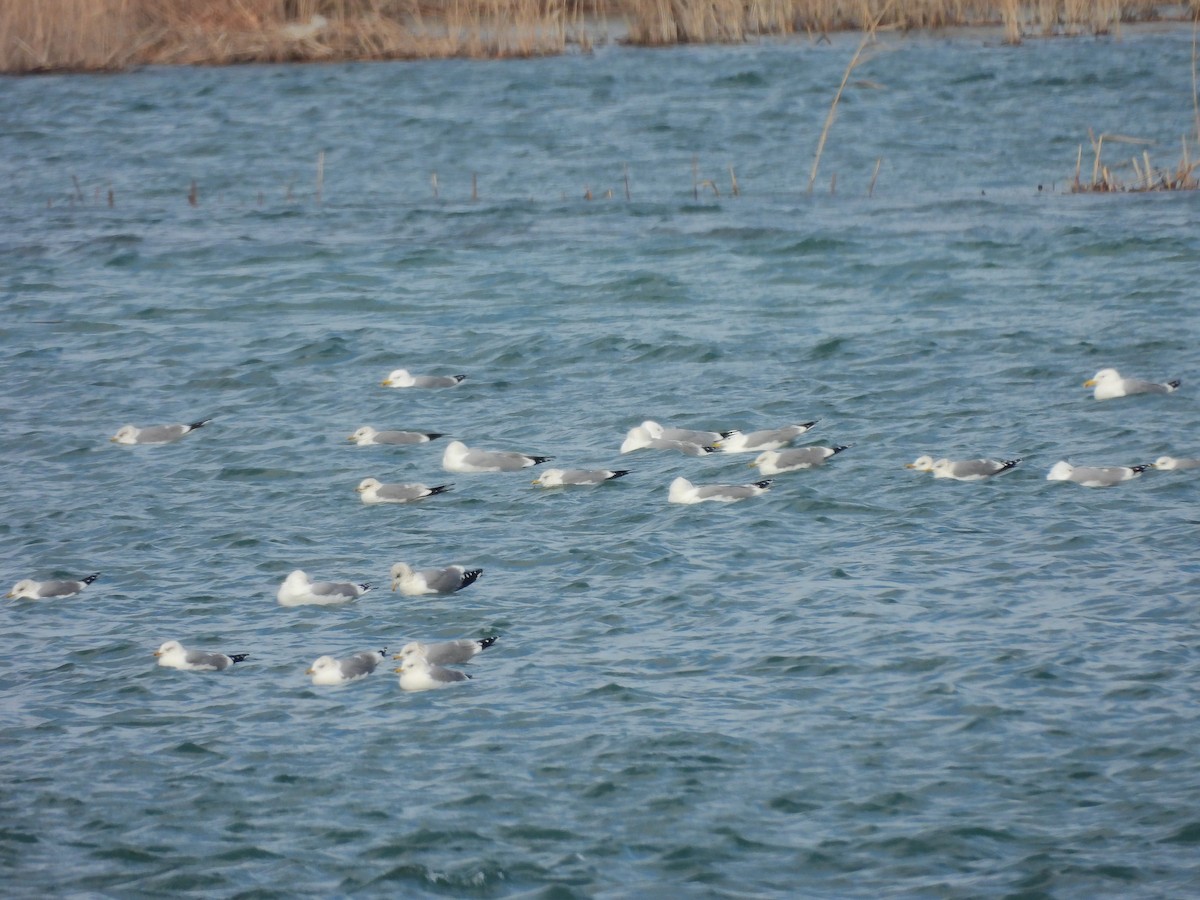 Үүлэн цахлай - ML629802746