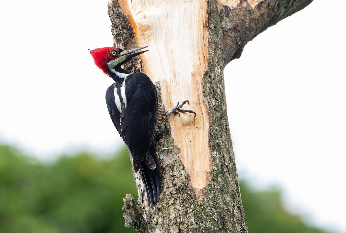 Crimson-crested Woodpecker - ML629802805