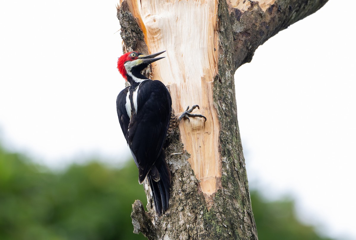 Crimson-crested Woodpecker - ML629802806