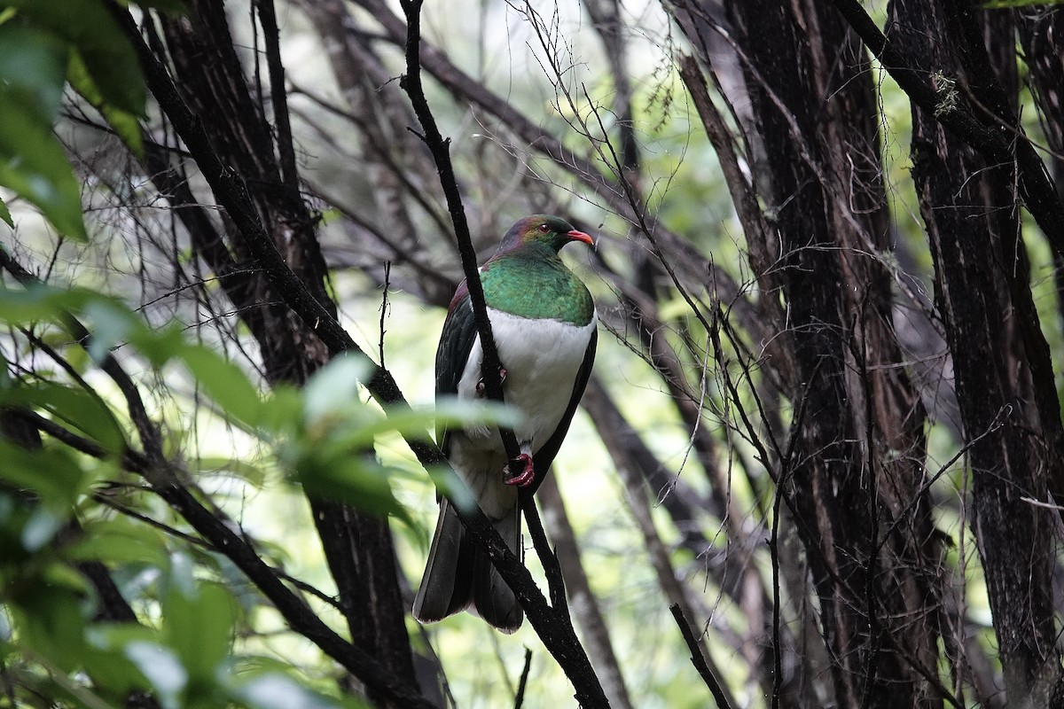 New Zealand Pigeon - ML629802807