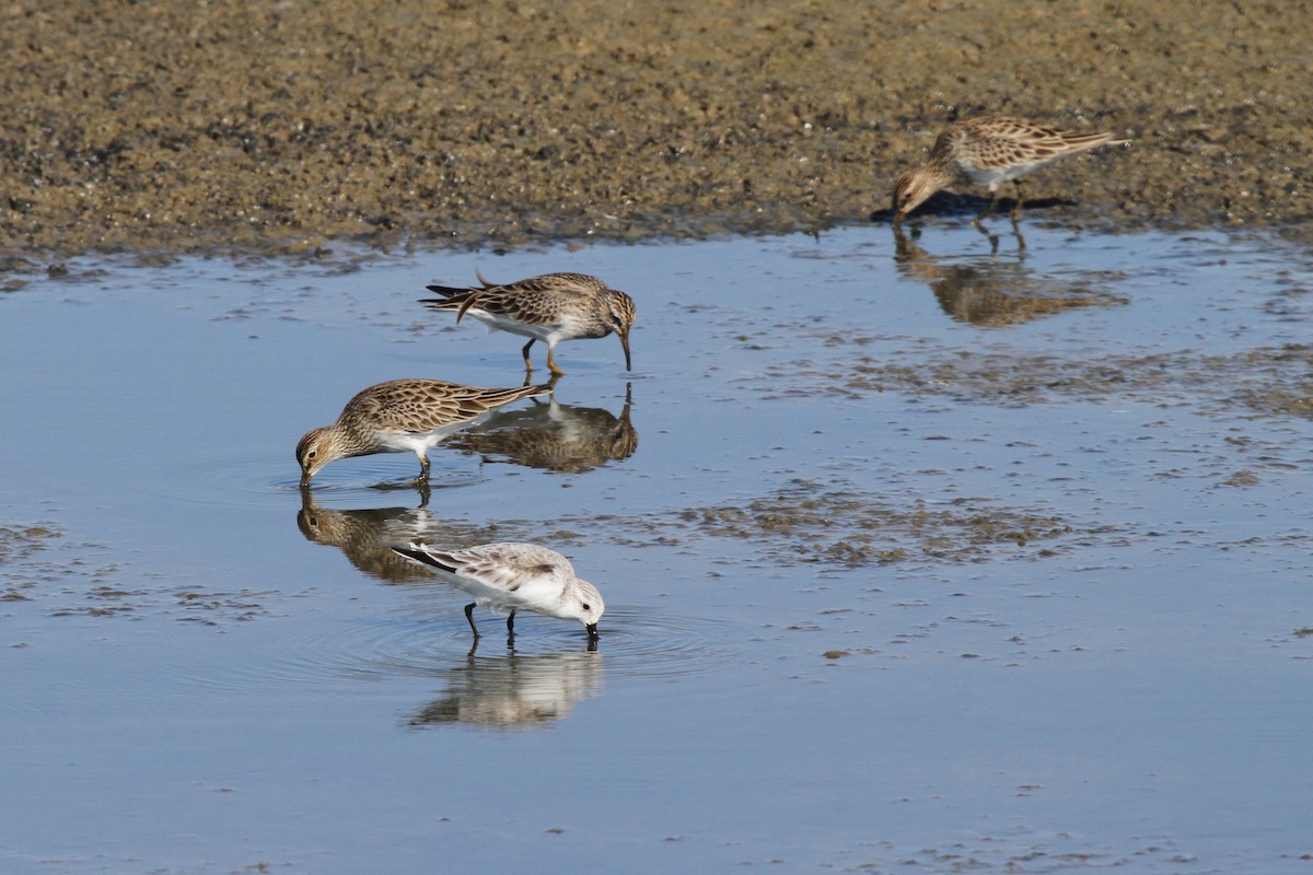 Sanderling - Dick Baxter