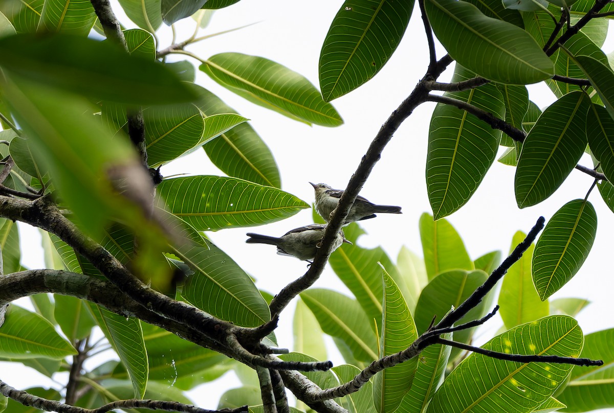 Double-banded Graytail - ML629802866