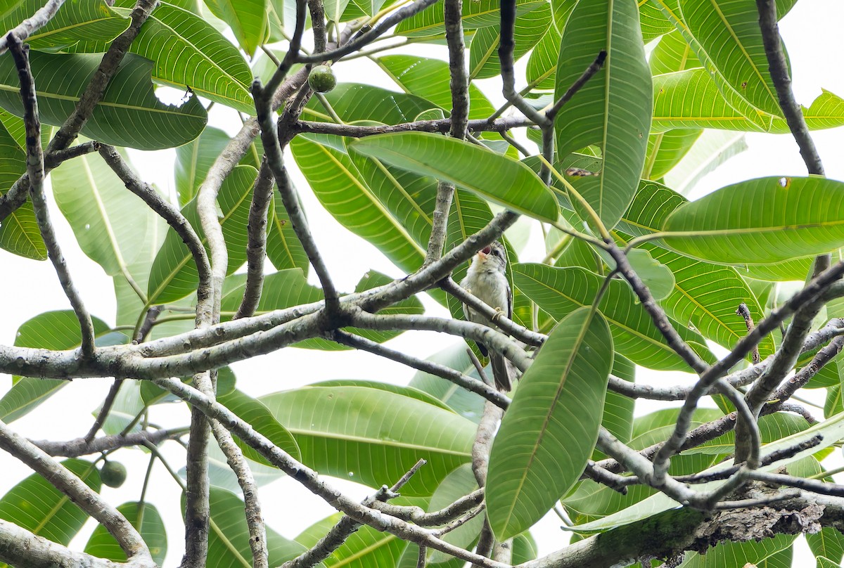 Double-banded Graytail - ML629802867