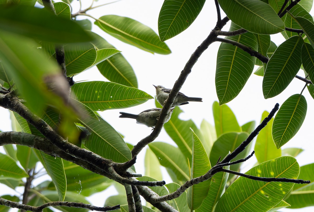 Double-banded Graytail - ML629802868