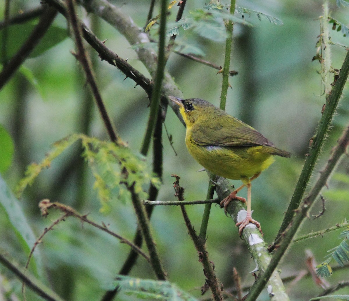 Black-lored Yellowthroat - ML629802896