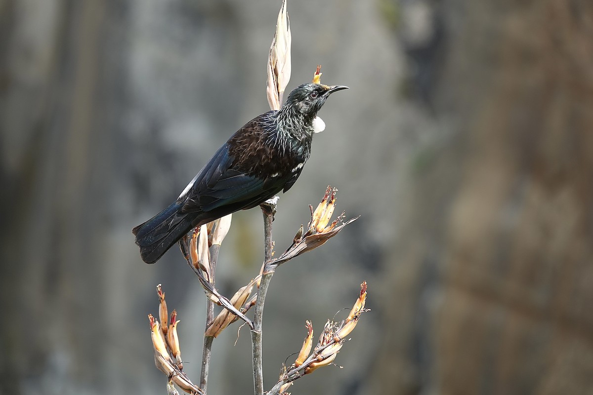 Tui - ML629802924