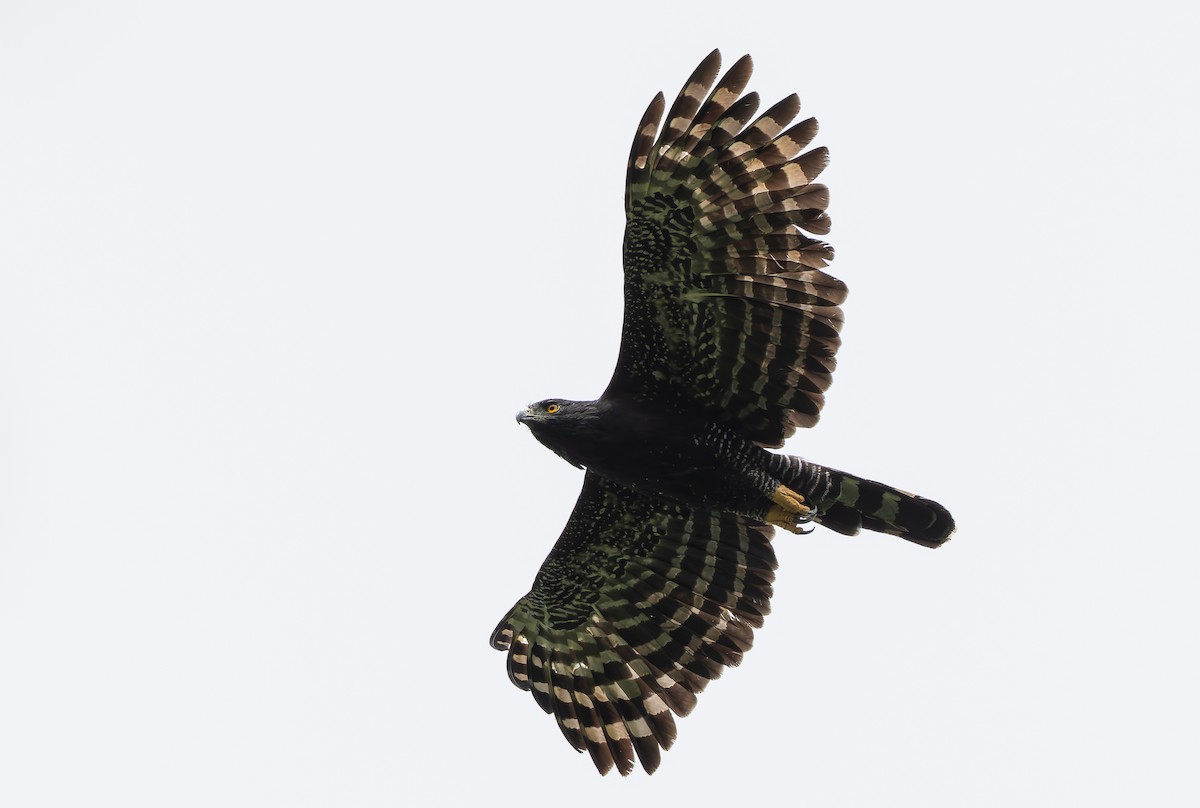Black Hawk-Eagle - ML629802973