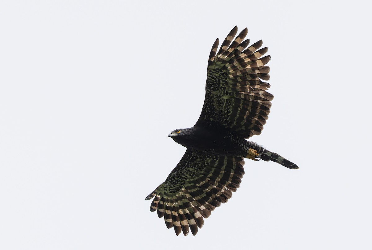 Black Hawk-Eagle - ML629802974