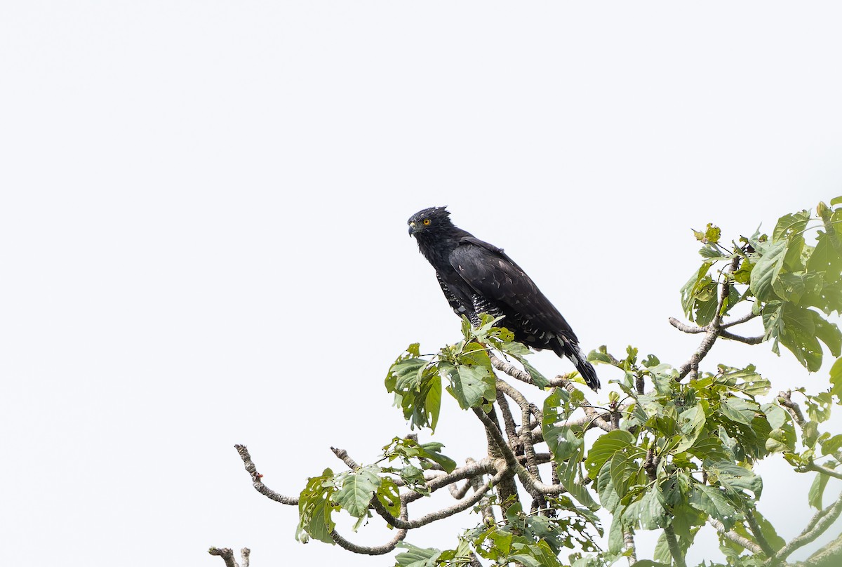 Black Hawk-Eagle - ML629802975