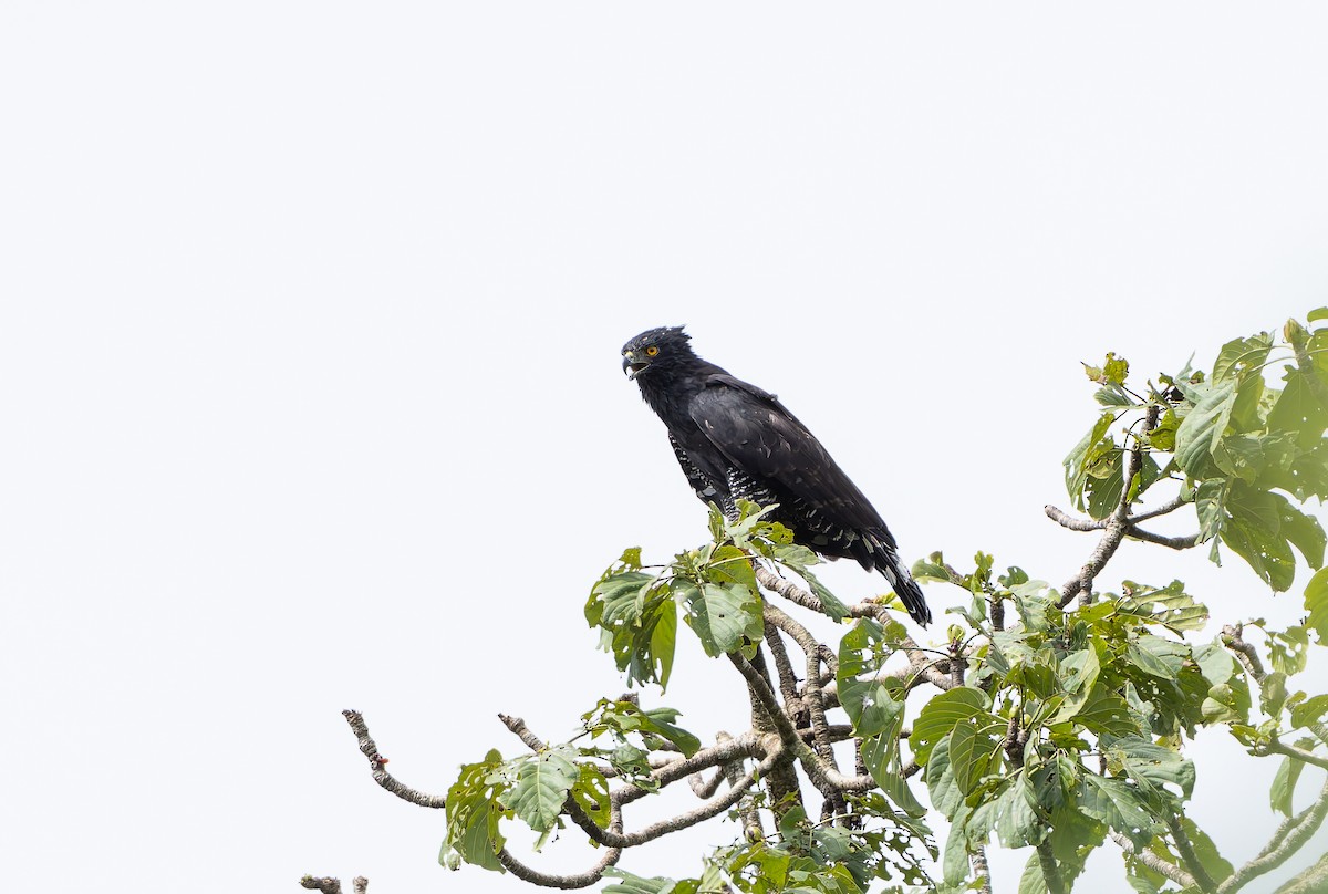 Black Hawk-Eagle - ML629802976