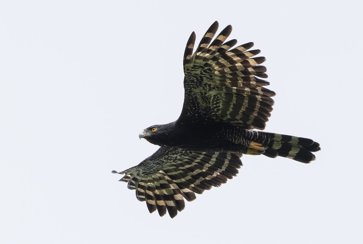Black Hawk-Eagle - ML629802979