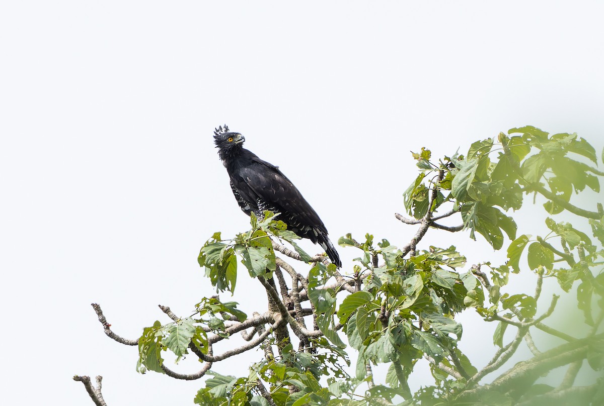 Black Hawk-Eagle - ML629802981