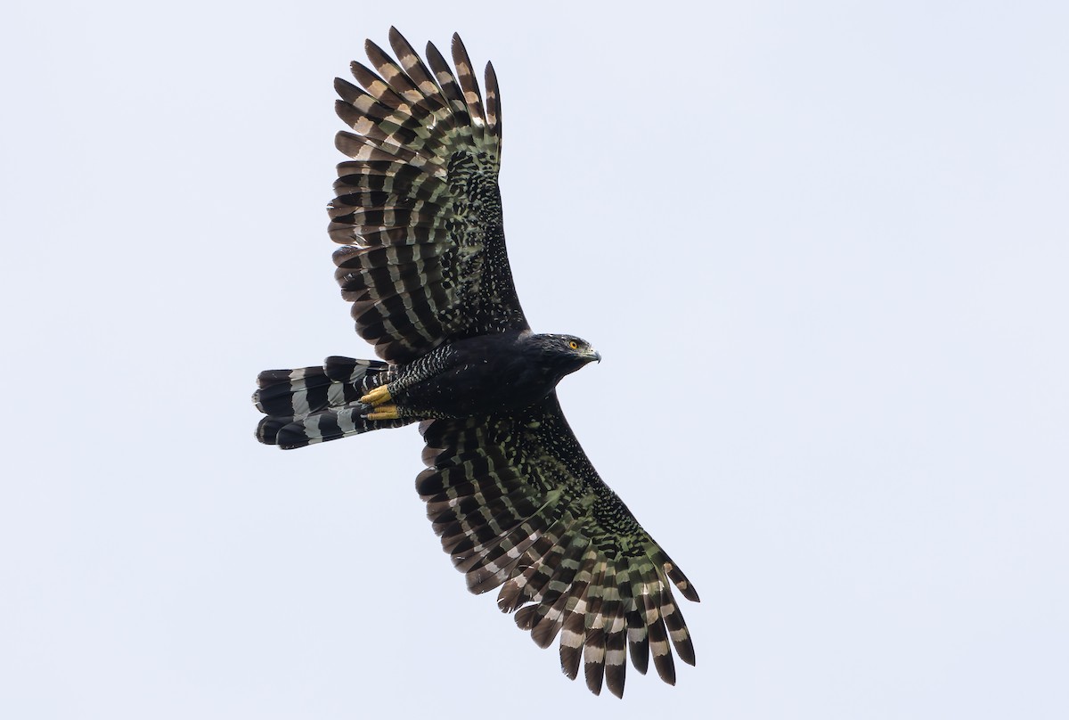 Black Hawk-Eagle - ML629802982