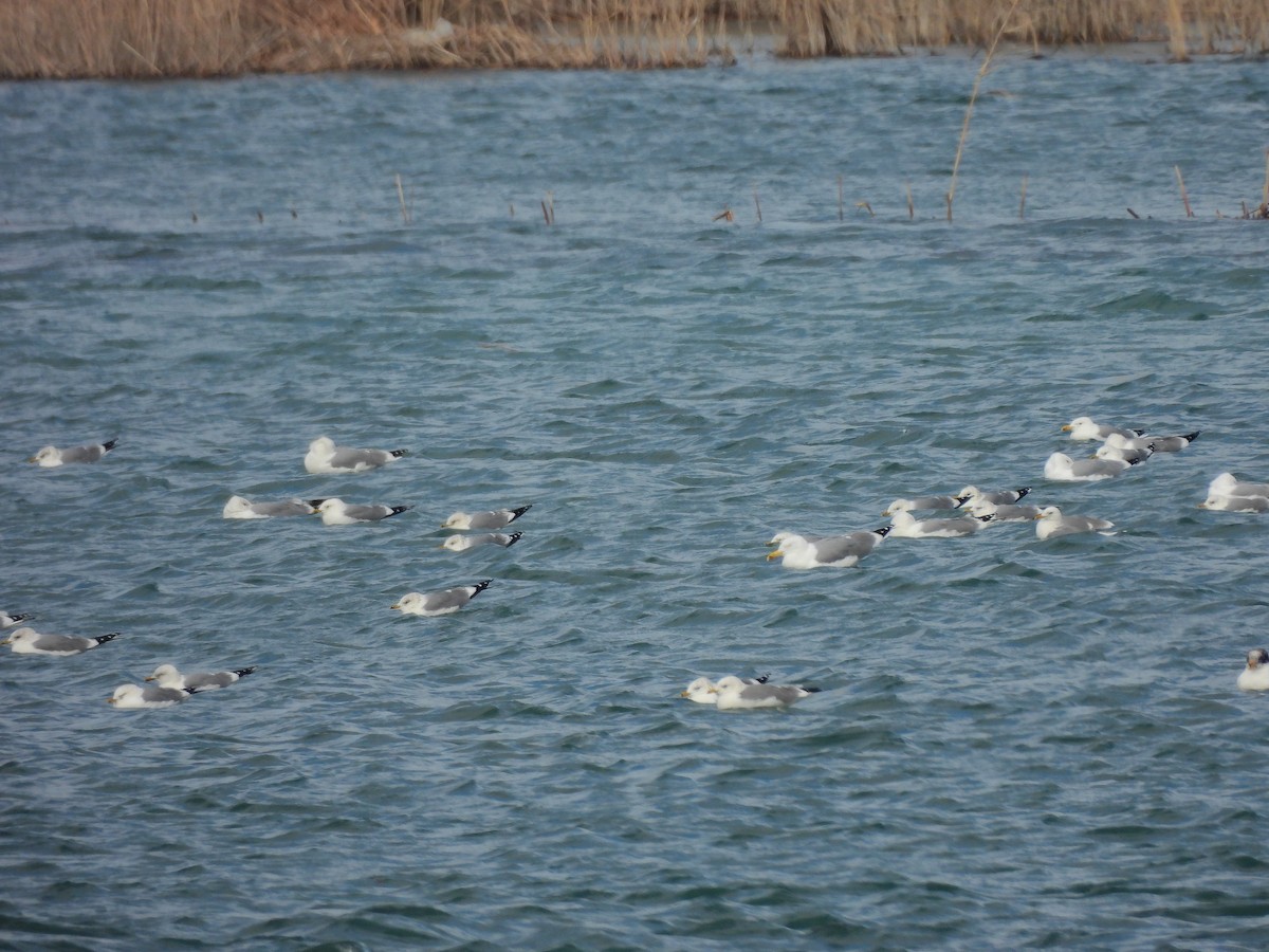 Үүлэн цахлай - ML629802996