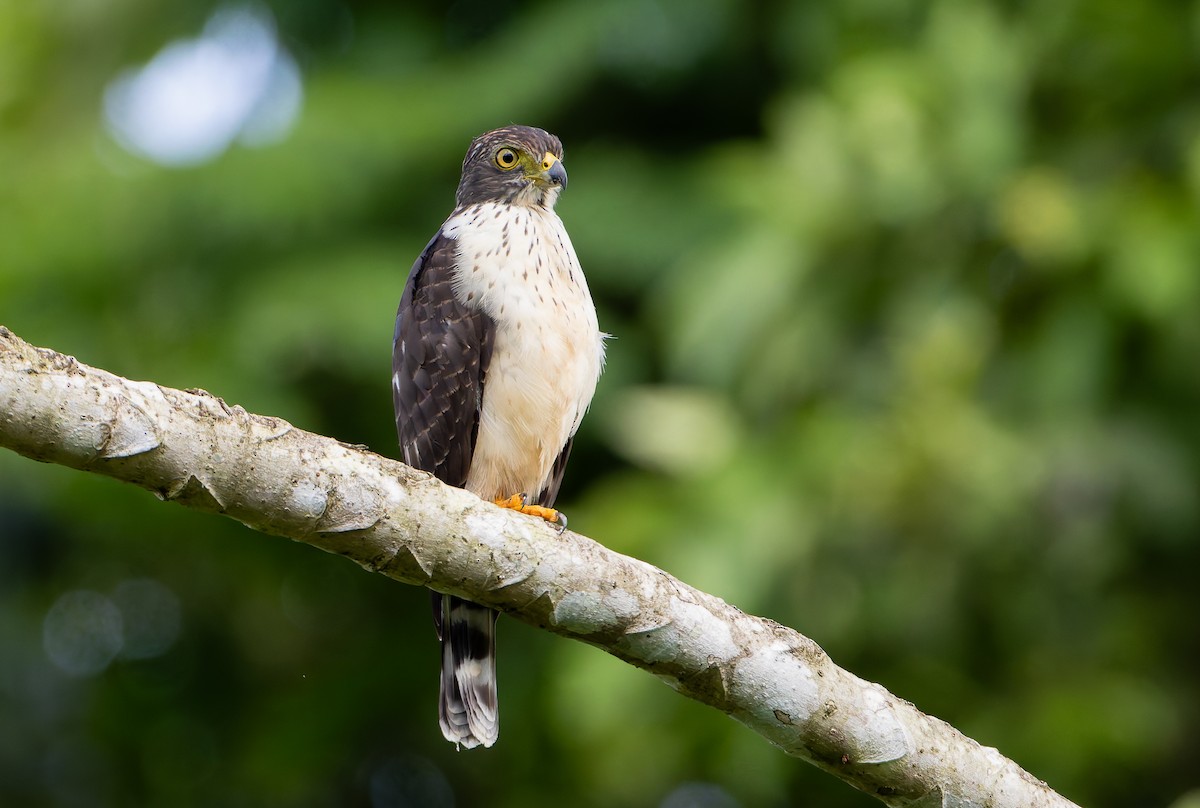 Double-toothed Kite - ML629803035