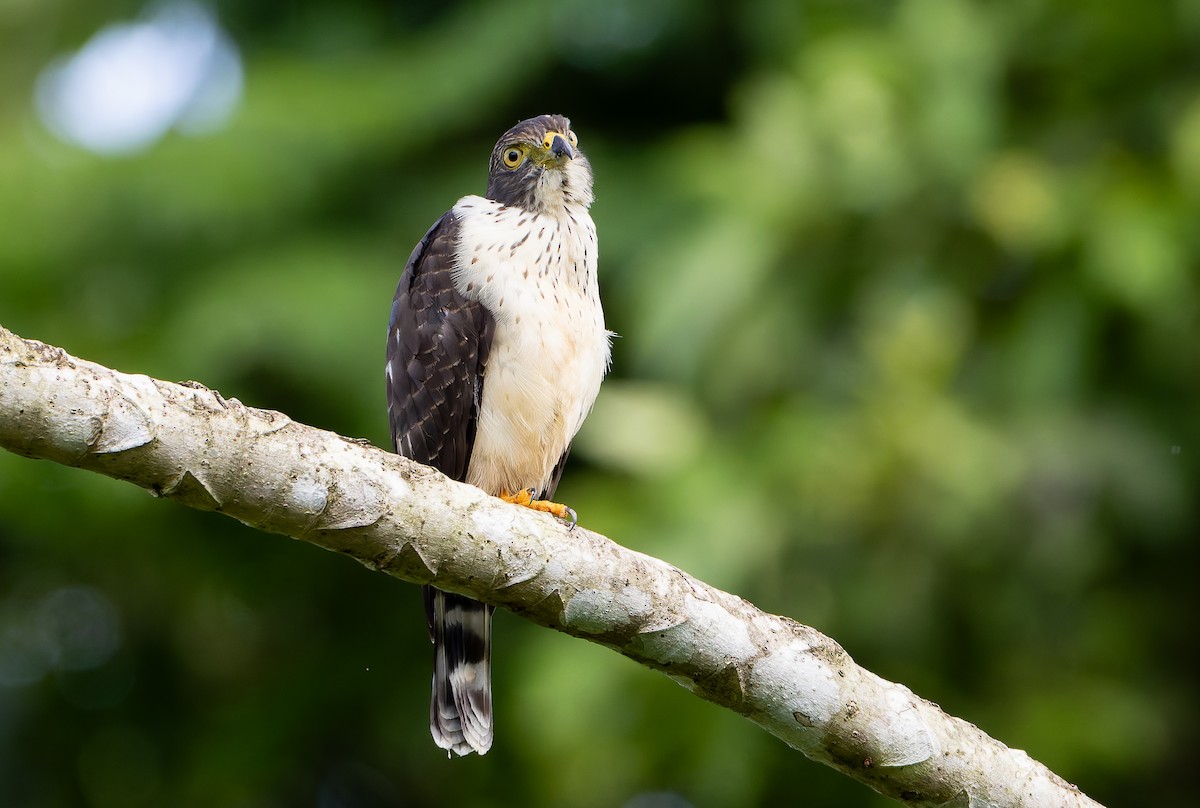 Double-toothed Kite - ML629803036