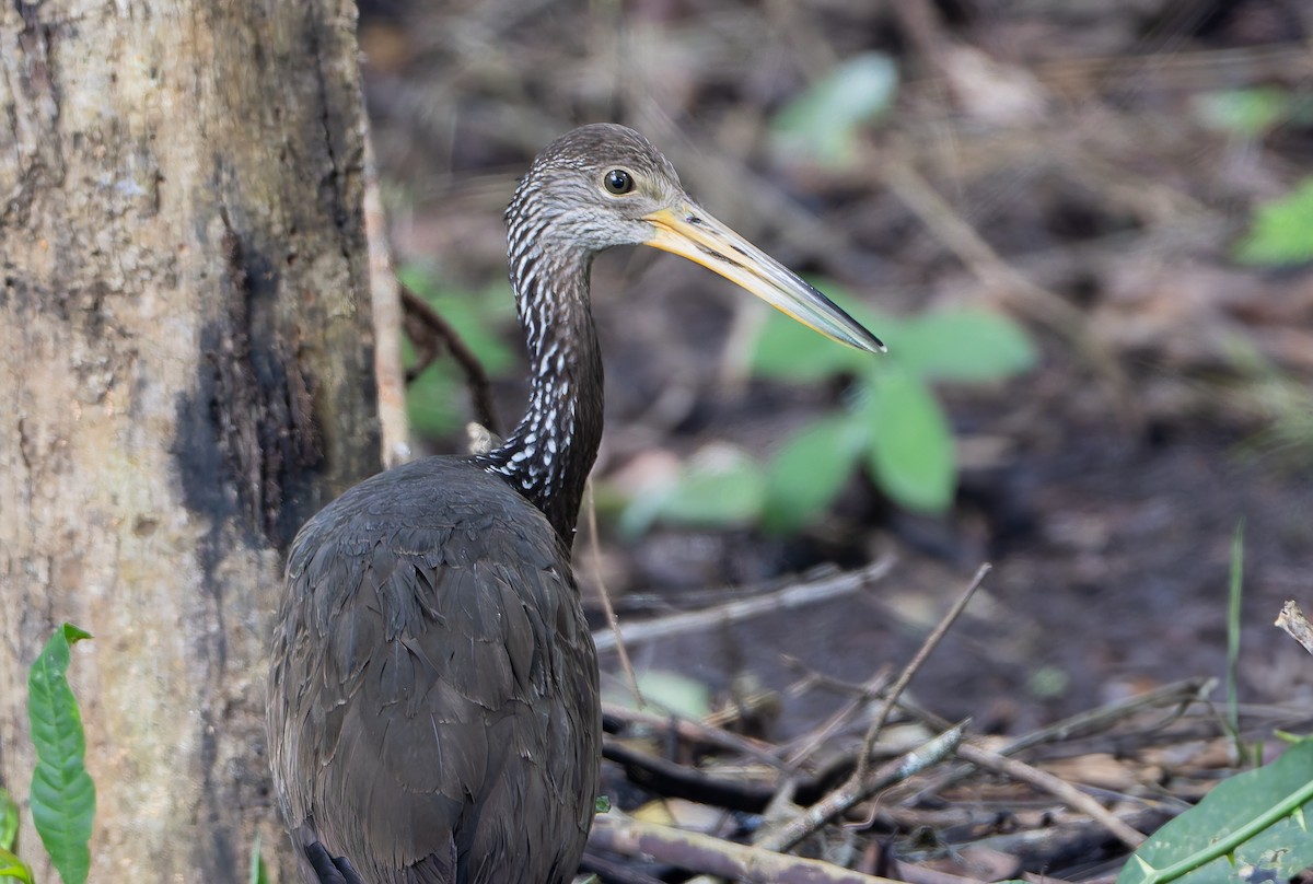 Limpkin (Brown-backed) - ML629803111