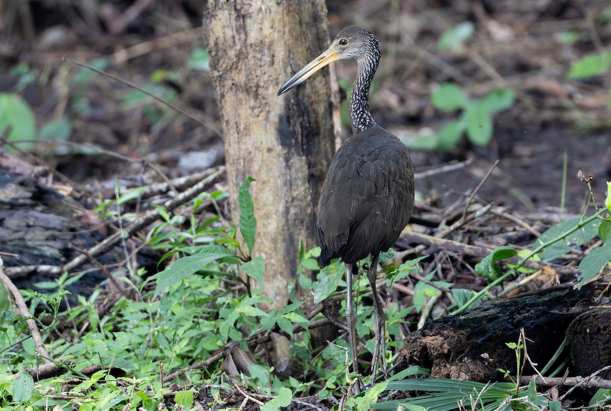 Limpkin (Brown-backed) - ML629803112