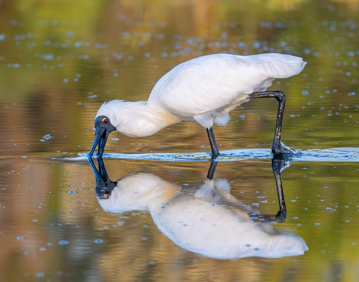 Royal Spoonbill - ML629803131