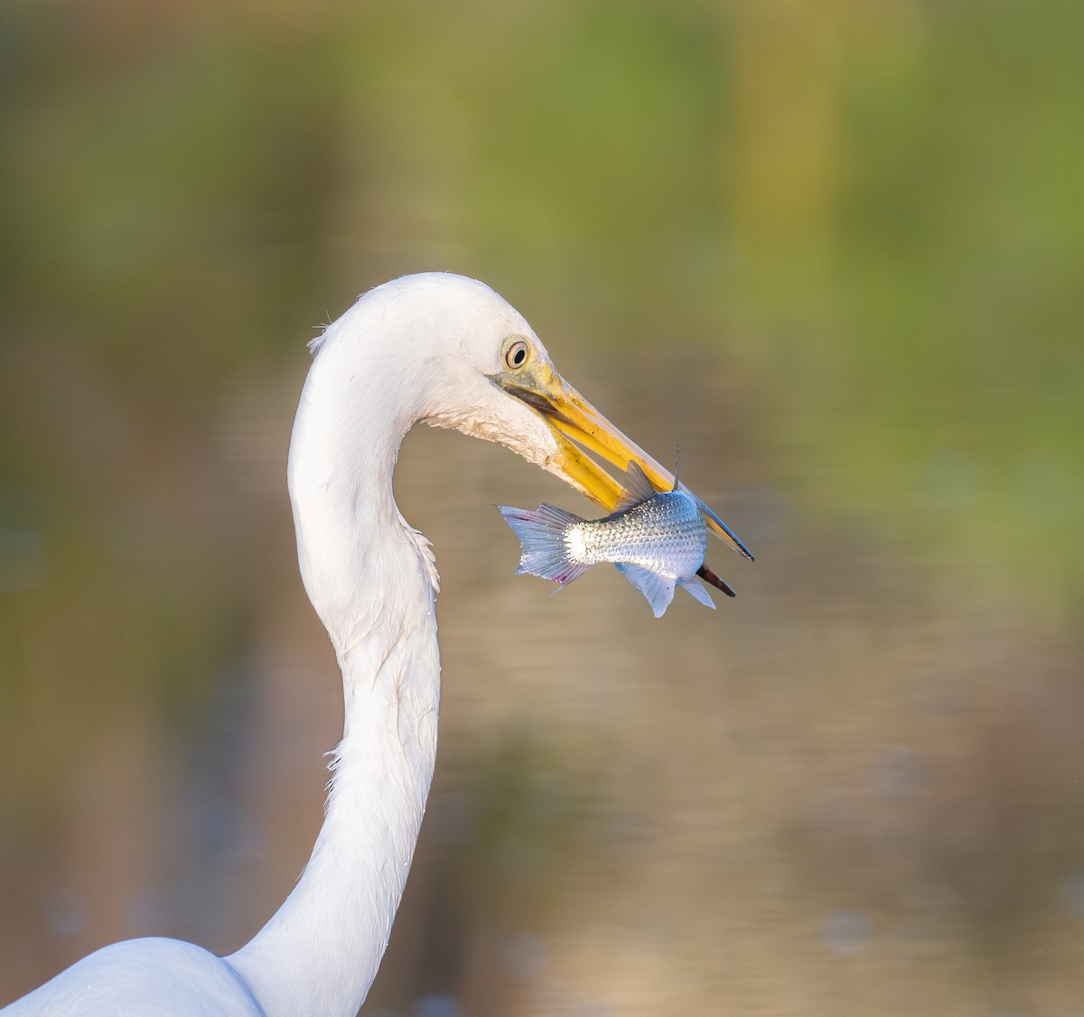 Great Egret - ML629803145