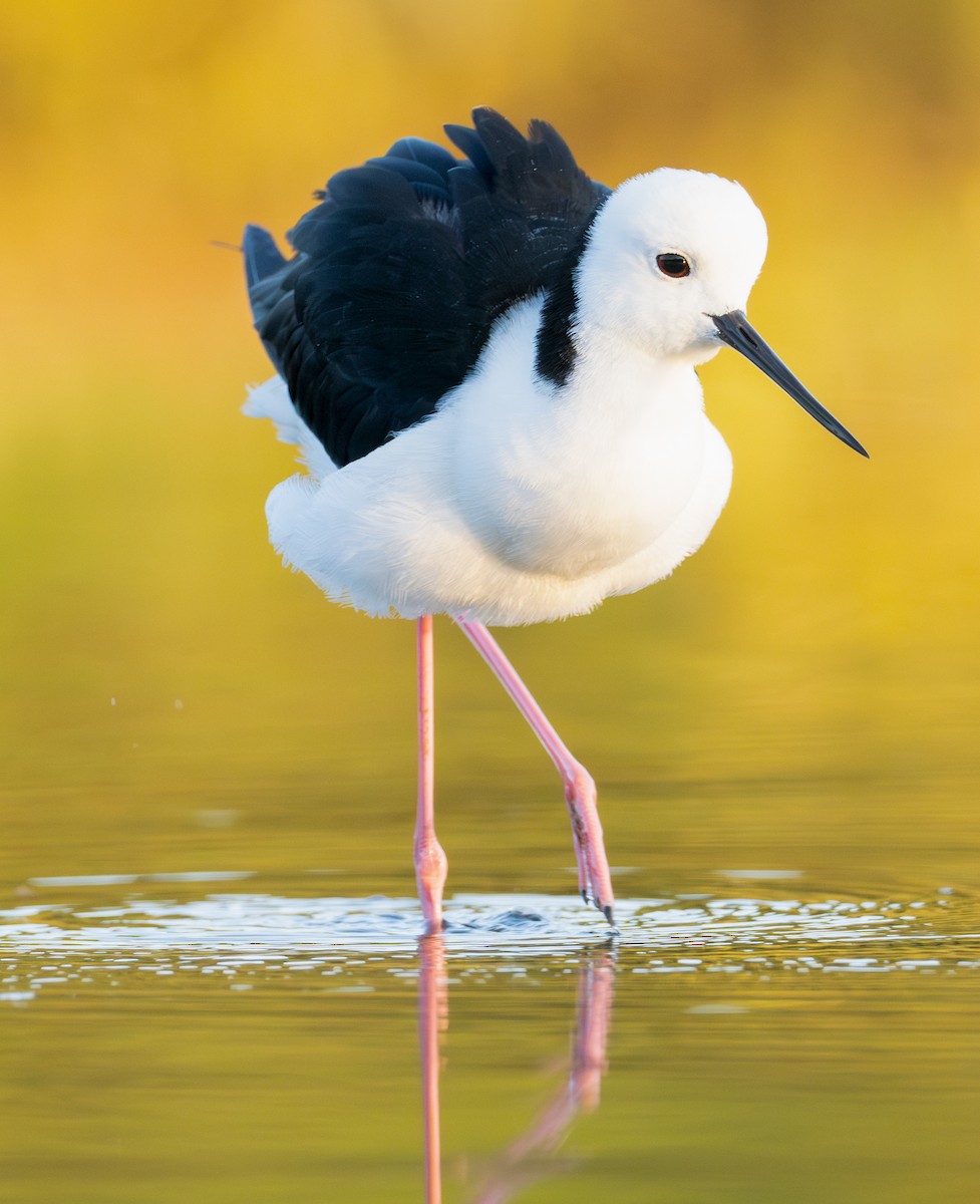 Pied Stilt - ML629803156
