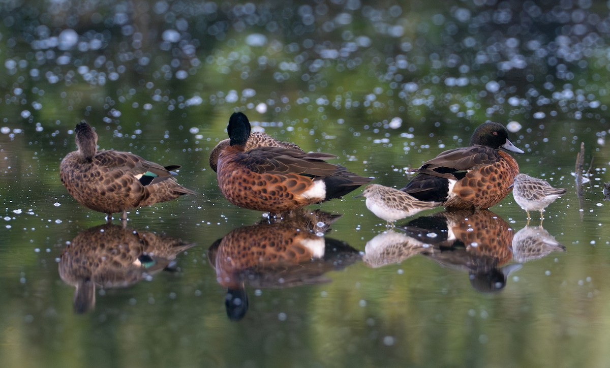 Sharp-tailed Sandpiper - ML629803202