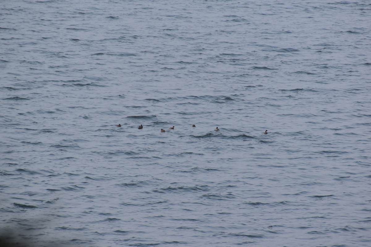 Little Grebe - ML629803305