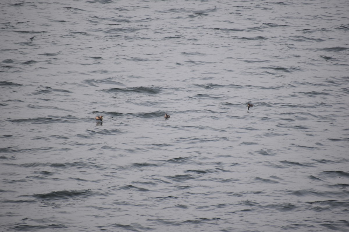 Little Grebe - ML629803306