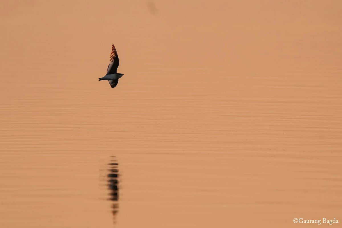 Small Pratincole - ML629803320