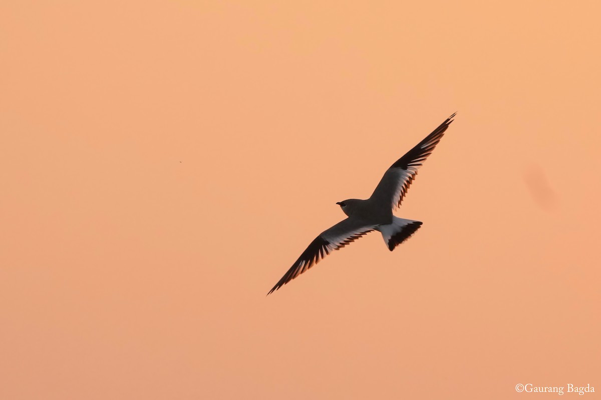 Small Pratincole - ML629803321