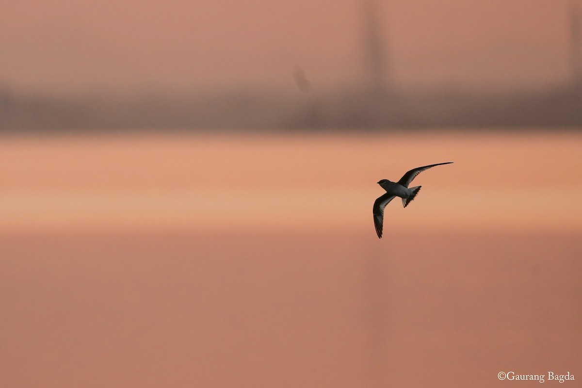 Small Pratincole - ML629803322