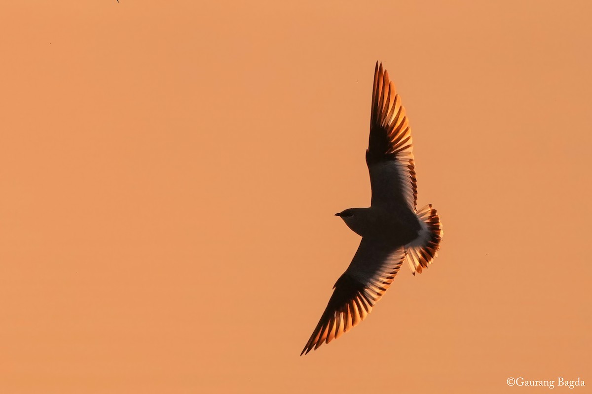 Small Pratincole - ML629803323