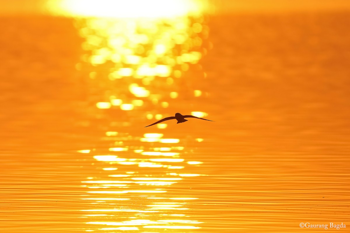 Small Pratincole - ML629803325