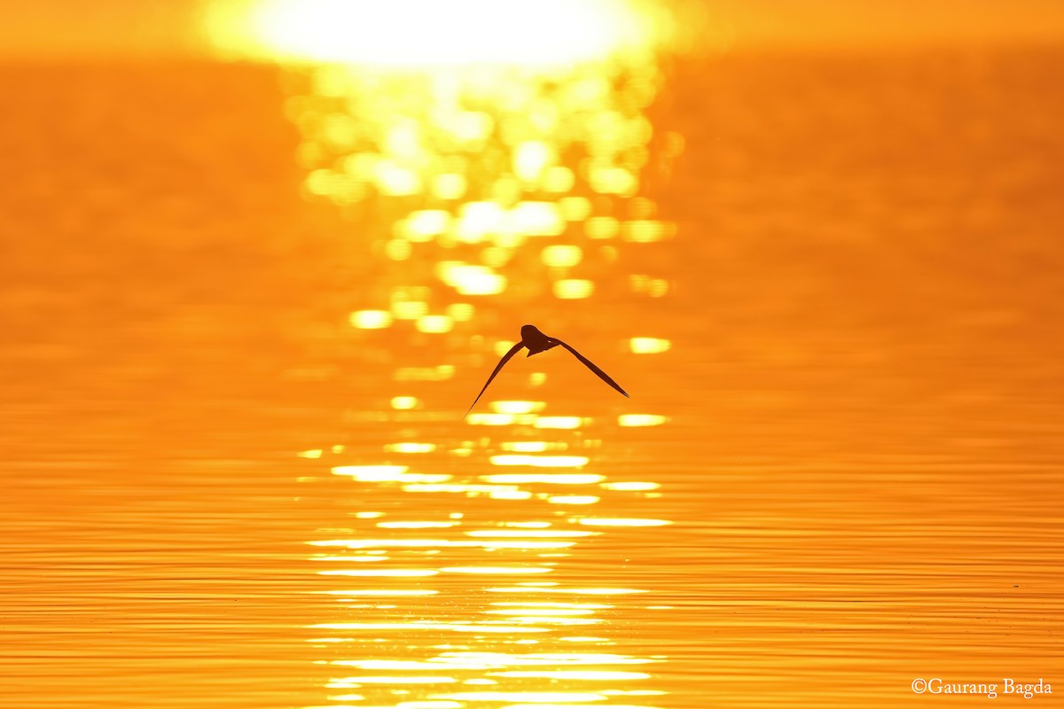 Small Pratincole - ML629803326