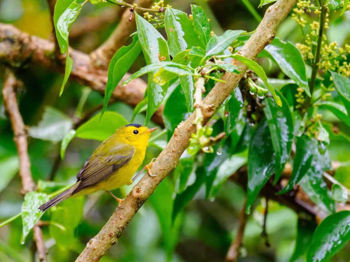 Wilson's Warbler - ML629803706