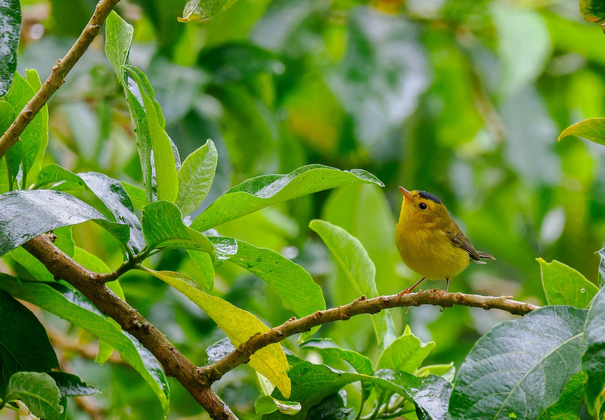 Wilson's Warbler - ML629803715