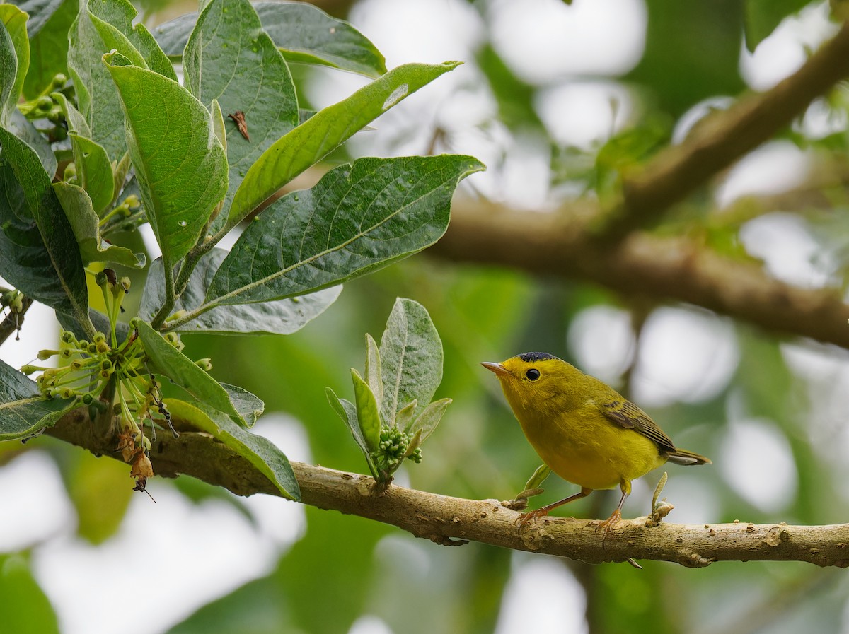 Wilson's Warbler - ML629803723
