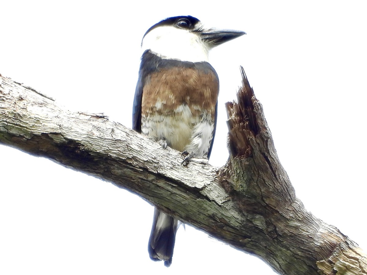 Brown-banded Puffbird - ML629804093