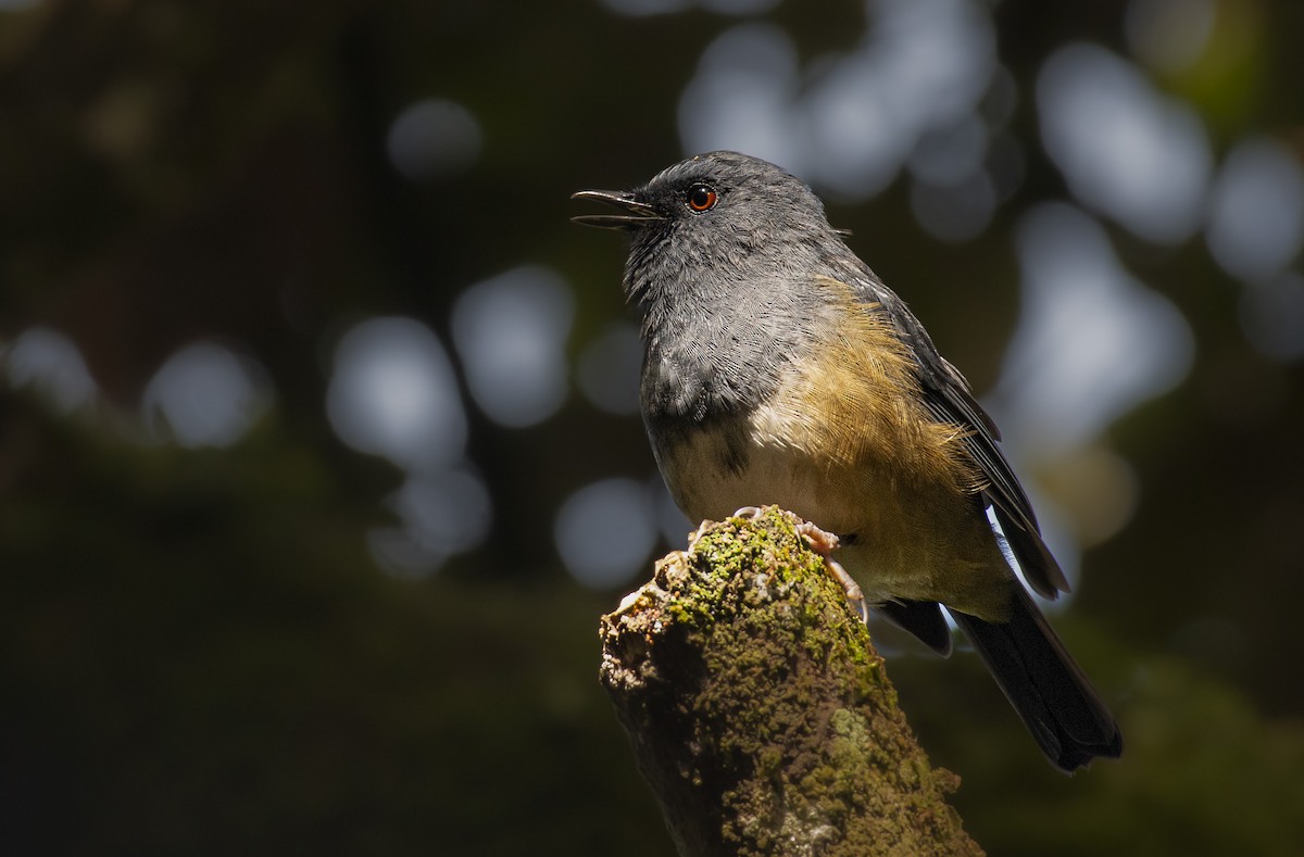 Nilgiri Sholakili - ML629804102