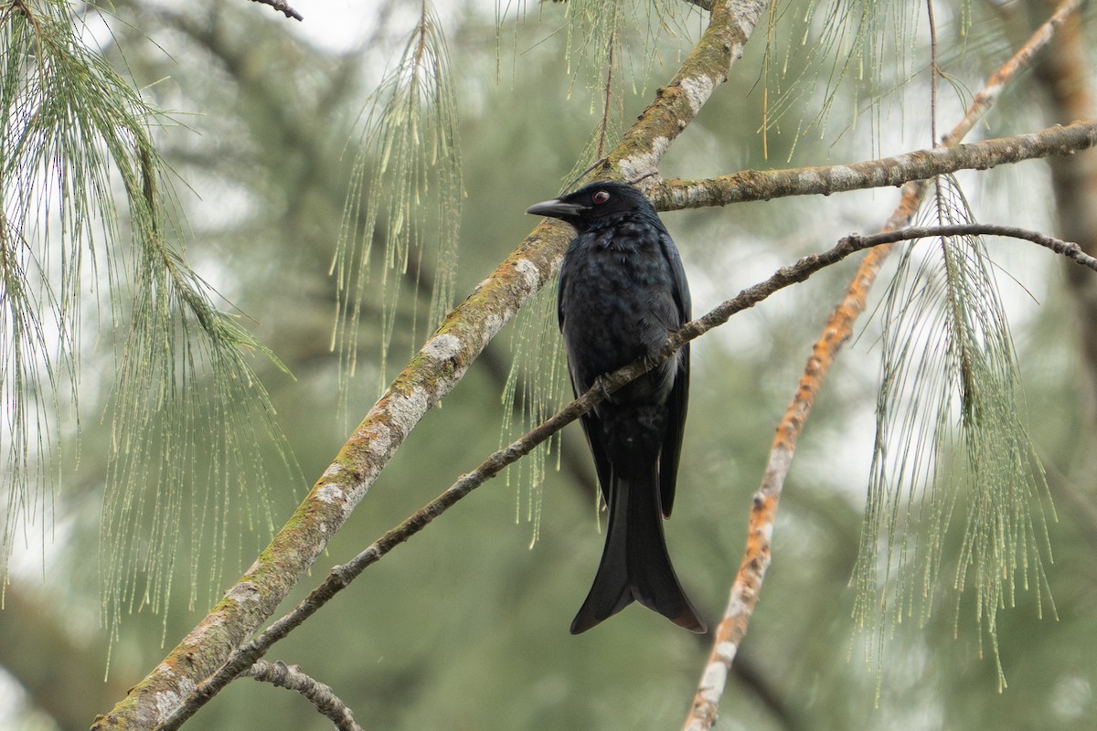 Crow-billed Drongo - ML629804119