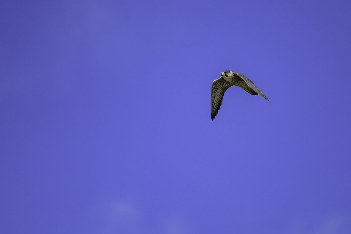 Эгэл шонхор - ML629804217