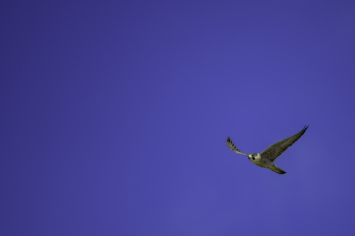 Эгэл шонхор - ML629804236