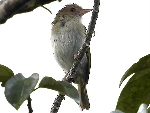 Brown-headed Greenlet - ML629804437