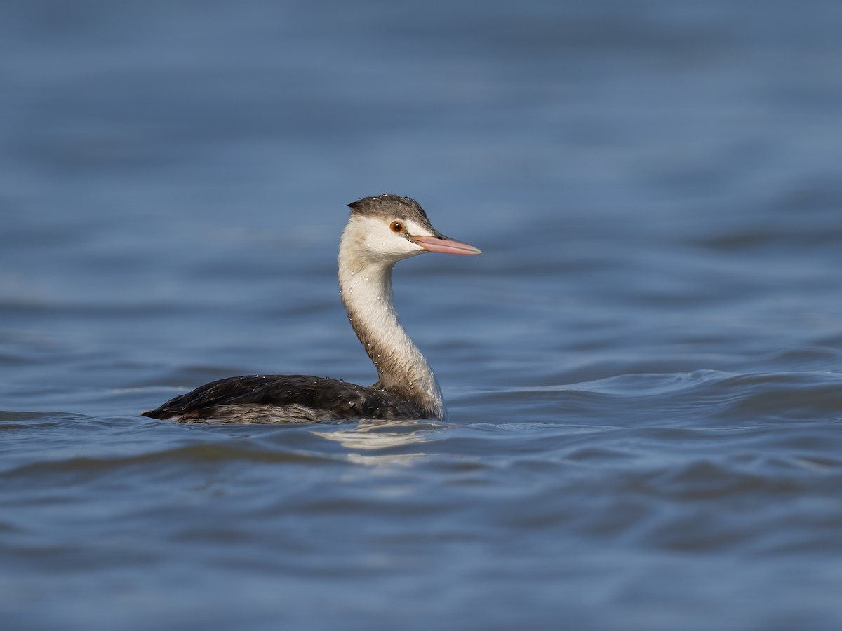 カンムリカイツブリ - ML629804441