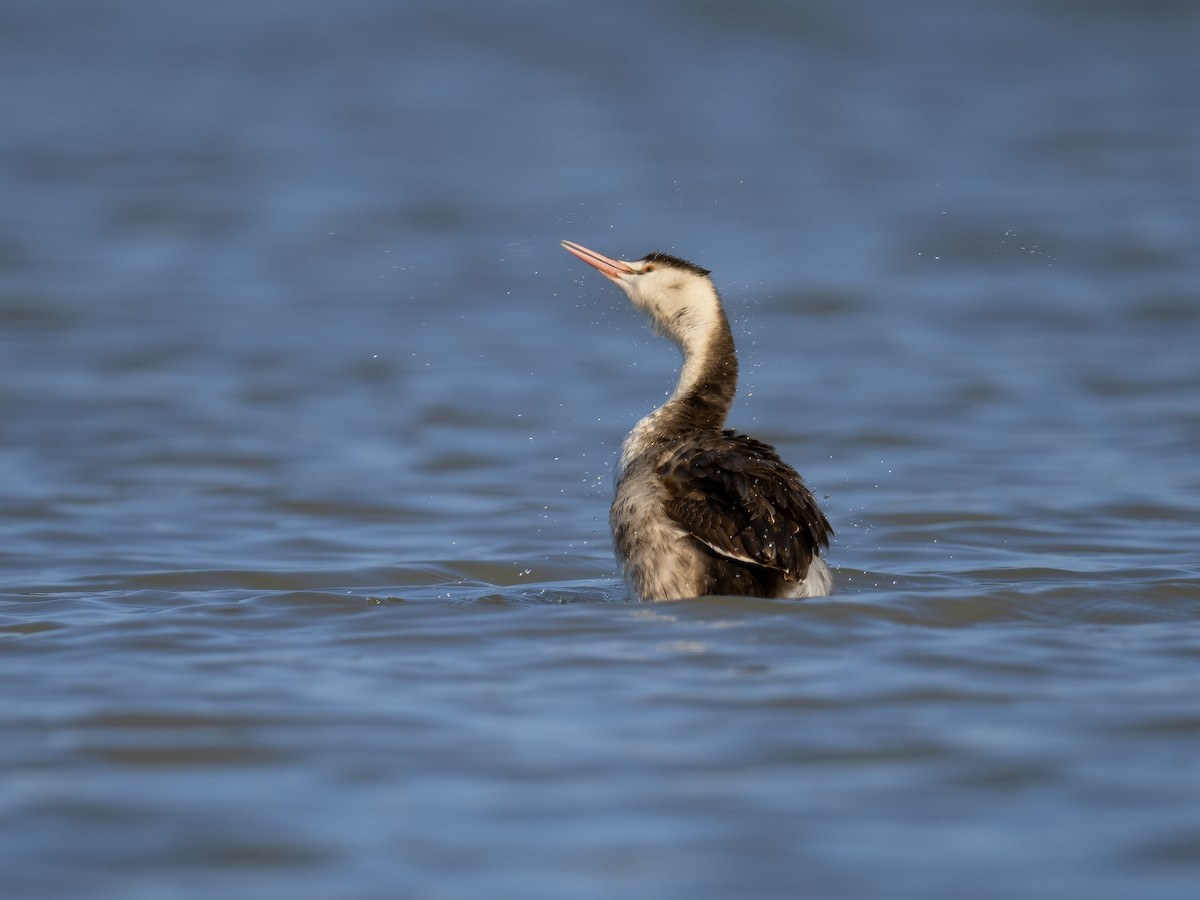 カンムリカイツブリ - ML629804442